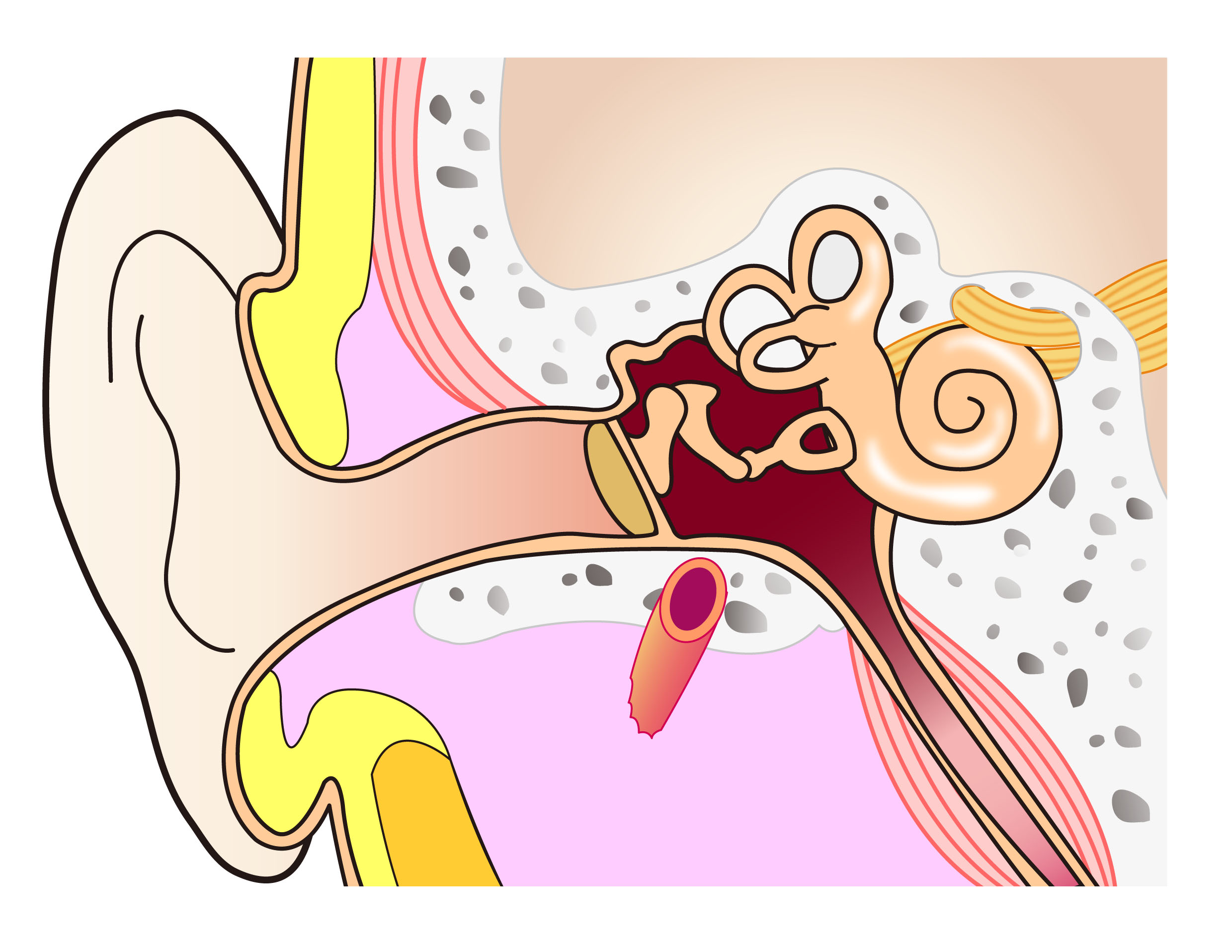 耳 の 構造 耳かき